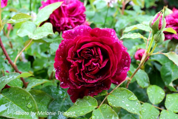 Munstead Wood - Rose Society of South AustraliaRose Society of South
