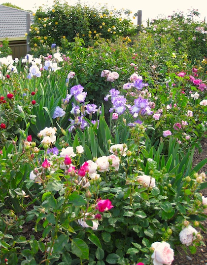 Ambridge Rose with tall bearded Irises