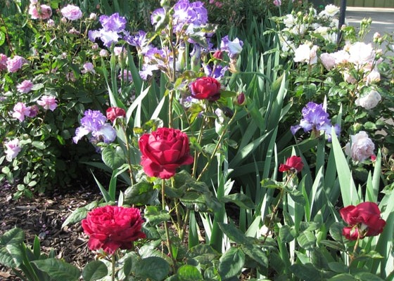 /The Squire with Irises