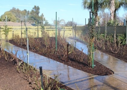 /Watering in the Mulch