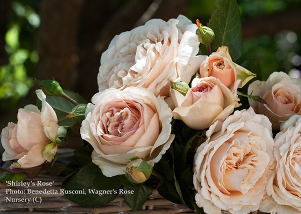 /Shirley's Rose