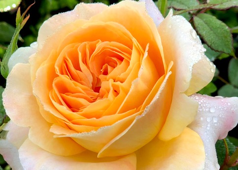 /My Yellow