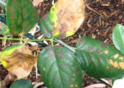 /Pests and Diseases