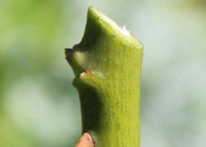 Cut at 45 degrees