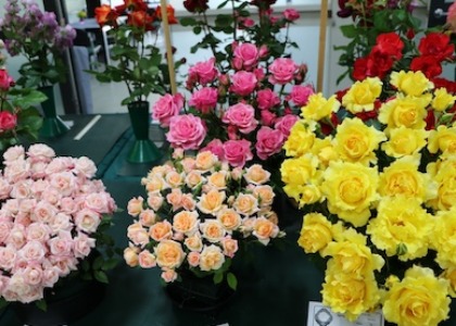 Rose Show