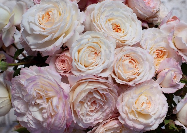 /Australian Beauty by Wagner's Rose Nursery