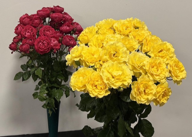 /Rose Exhibitors Workshop