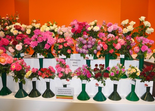 /Australian Bred Roses