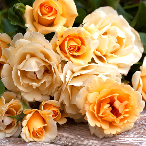 Happy Birthday: photo by Wagner's Roses