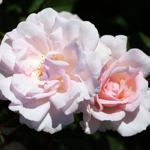 Jessica's Rose