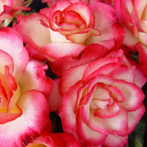 Love's Gift: photo by Doug Haynes