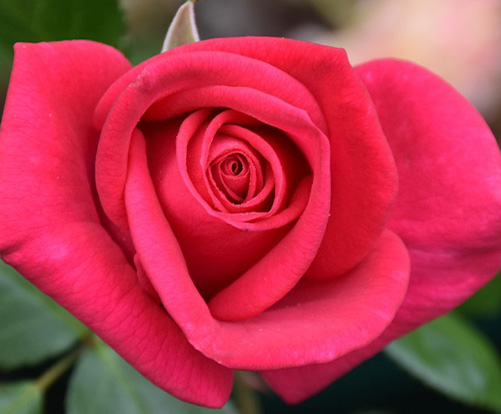 In Appreciation