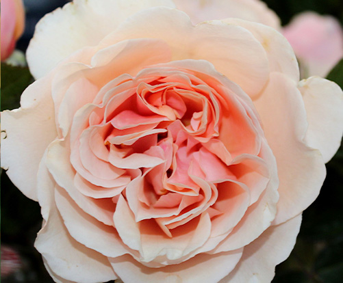 Shirley's Rose