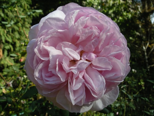 Claire Rose