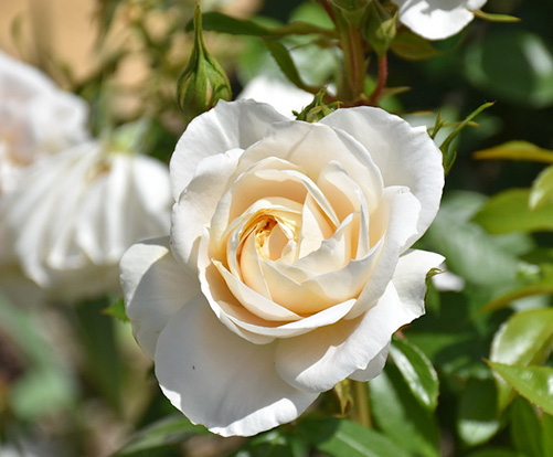 Lion's Rose