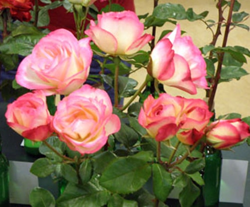 Love's Gift