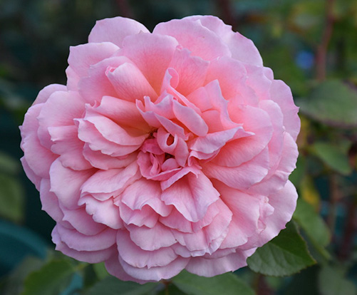 Passionate Gardener