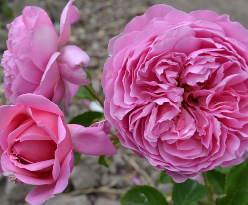 Princess Alexandra of Kent