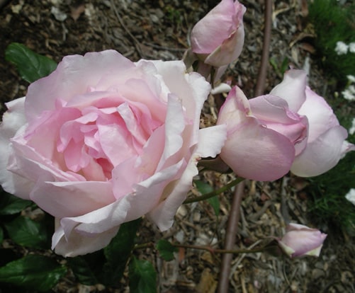 Duchesse de Brabant