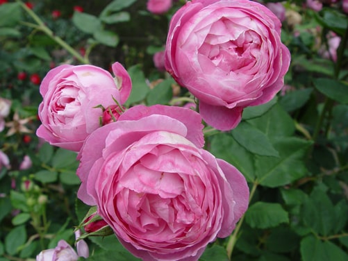 La Reine Victoria