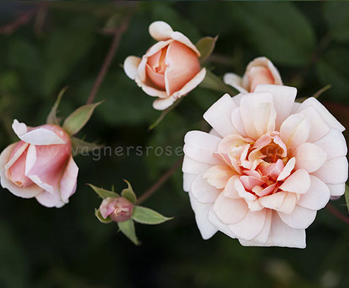 Perle d'Or