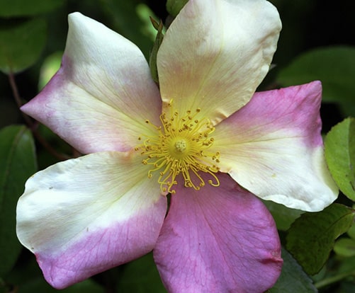 R. chinensis Mutabalis
