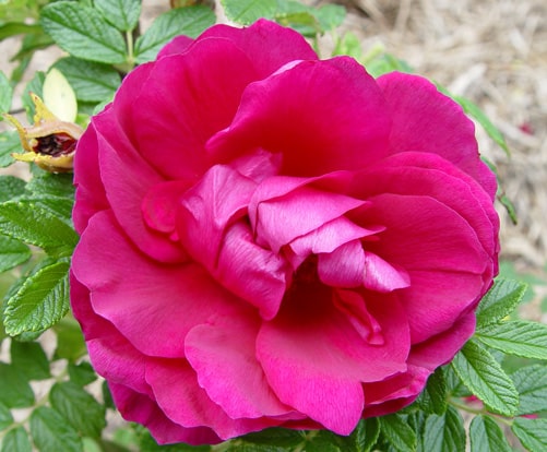 Roseraie de L'Hay