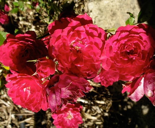 Red Gem