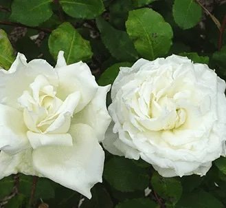 /Heritage repeat flowering