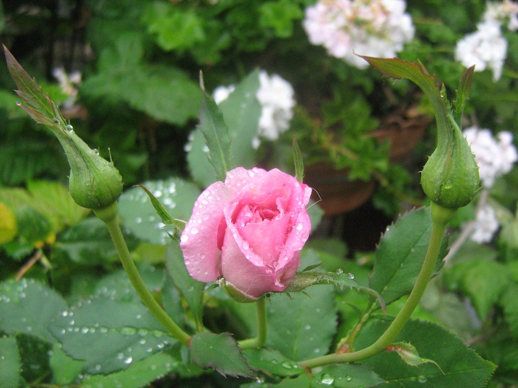/Unknown Rose