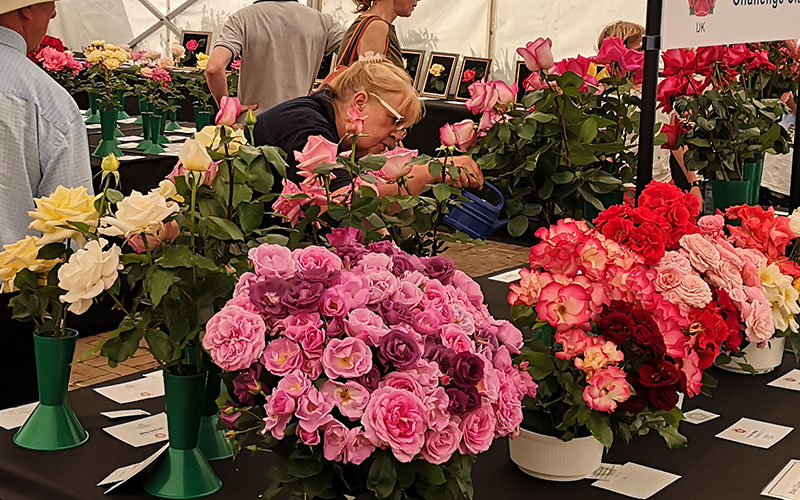 /Rose Society UK 1