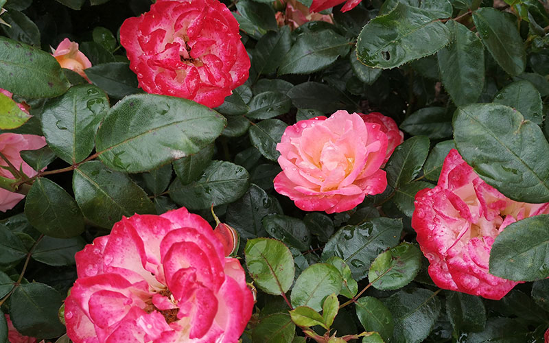 /Rose Society UK 2