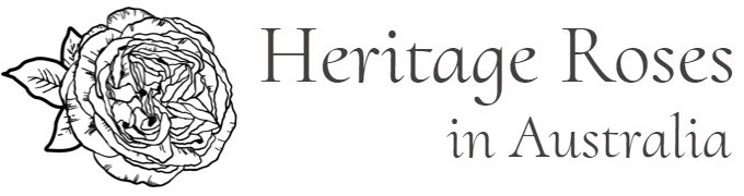 /Heritage Roses in Australia