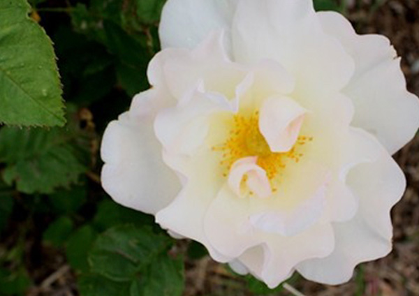/65 Roses