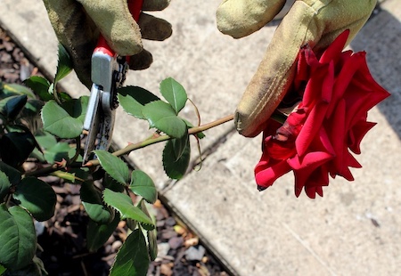 Dead Heading