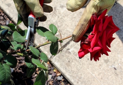 Deadheading a rose