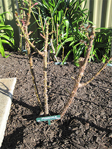 Pruned 3 year old rose