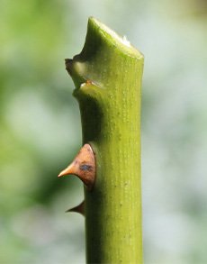 Cut at 45 degree angle
