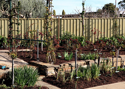 Mulched rose garden