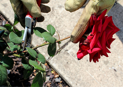 Deadhead a rose