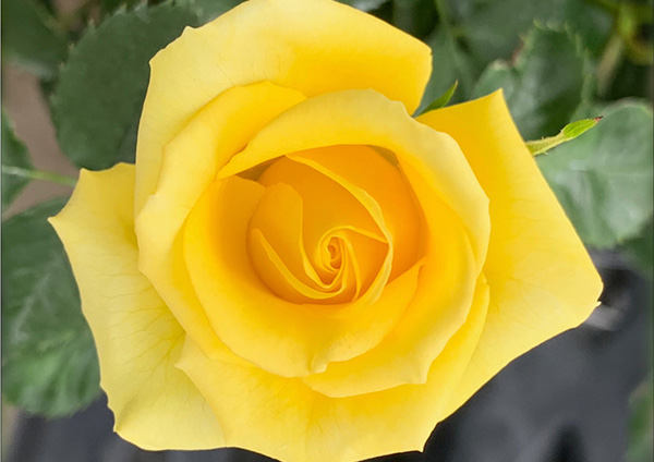 /Rose 1