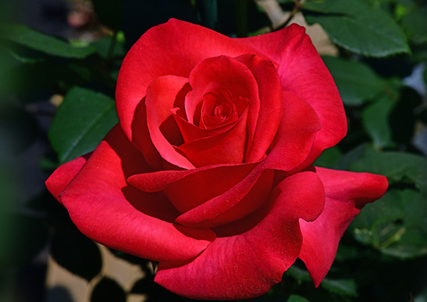 /Rose 2