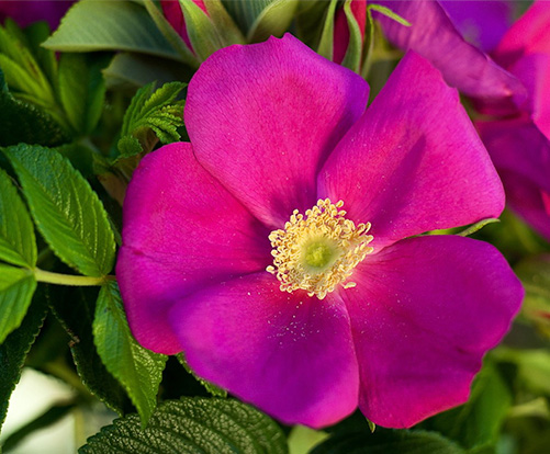 Scabrosa