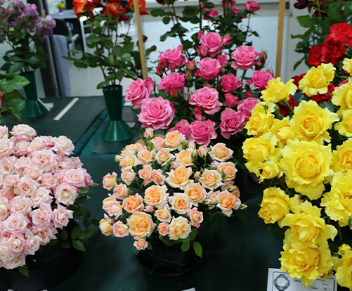 Rose Show Exhibits