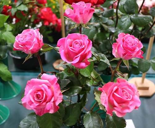 Rose Show Exhibit