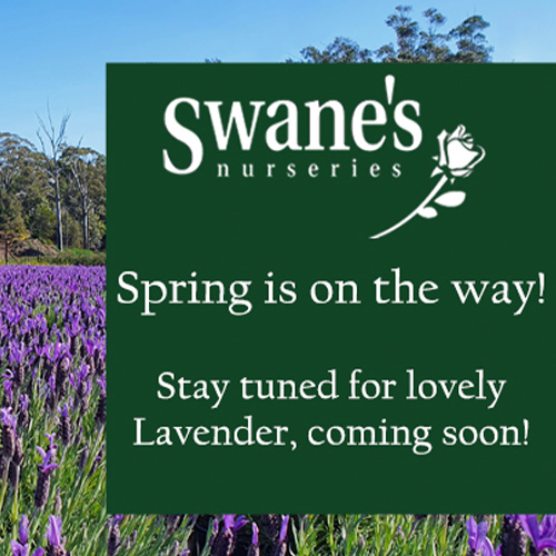/Swanes 3