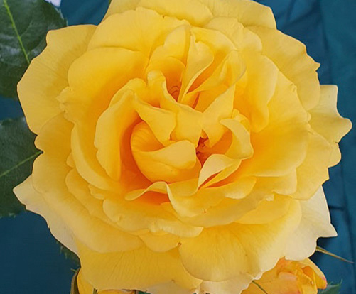 My Best Rose 3rd - by Jan and Malcolm Linke