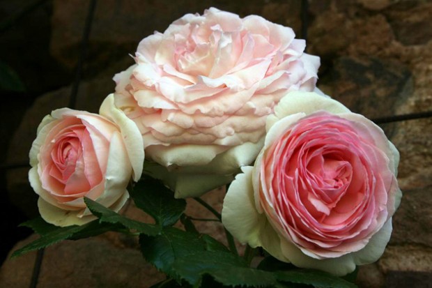 Pierre de Ronsard ~ Rose Society Of South Australia