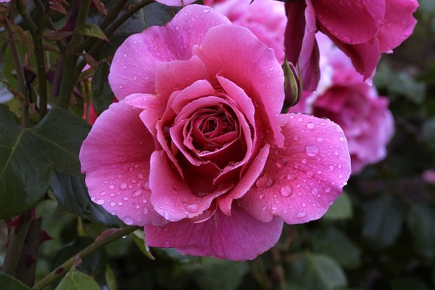 Duet ~ Rose Society Of South Australia