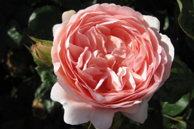 Ambridge Rose